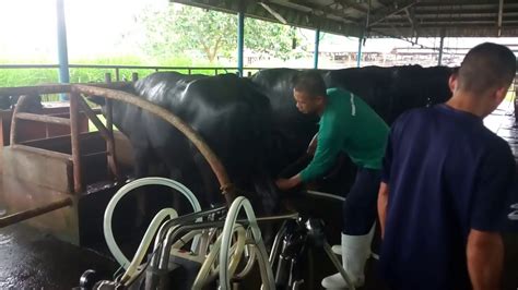 milkercebu|manila milker.